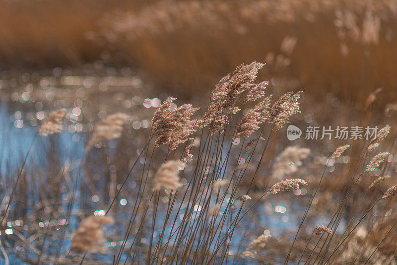 在背光下的波罗的海棕色芦苇草