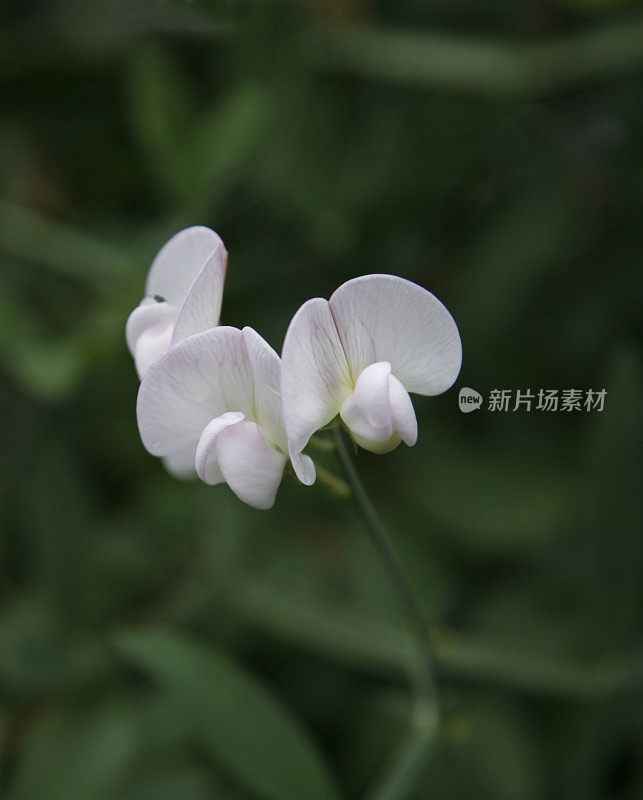 白色常年Sweetpea