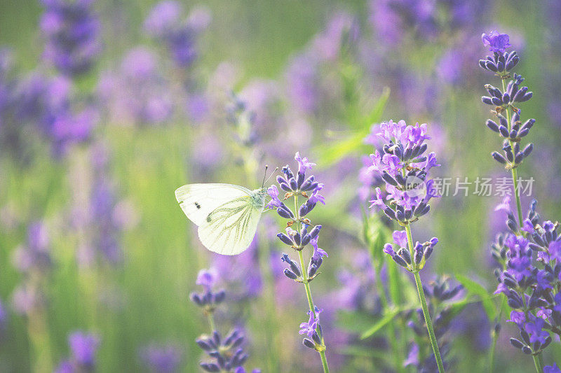 蝴蝶在薰衣草
