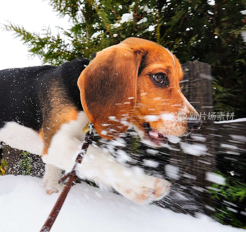 小猎犬在雪地上奔跑