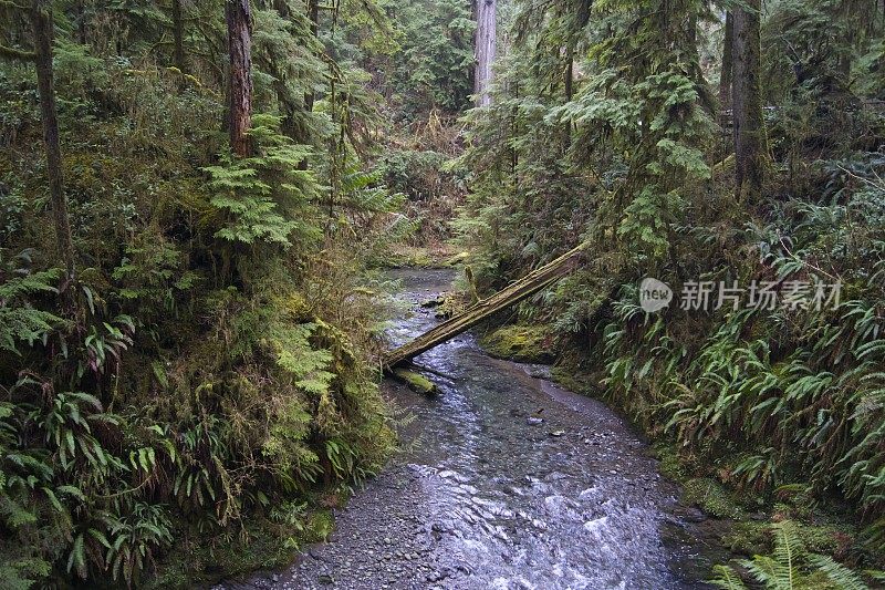 奎纳尔特雨林溪