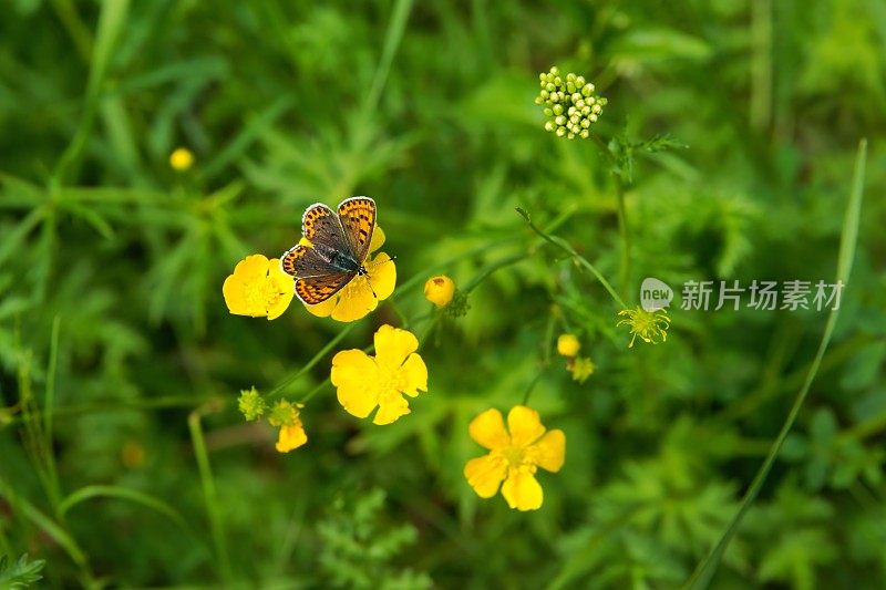 黄花上的蝴蝶