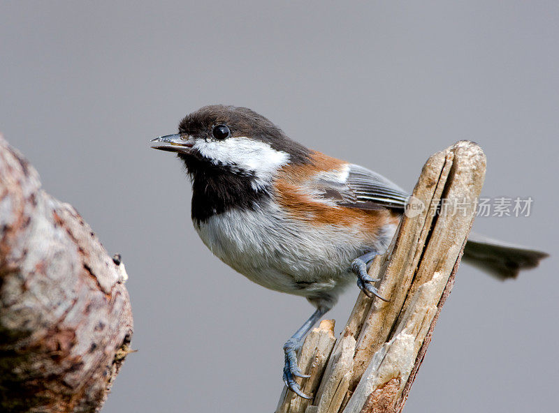 Chestnut-backed山雀