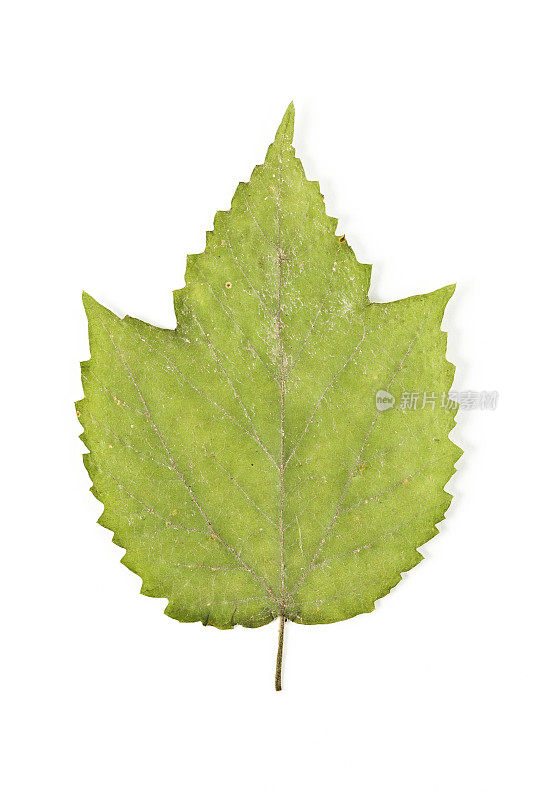 Maple-leaved荚莲属的植物