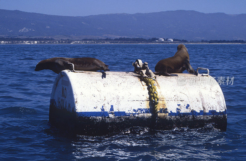 海狮和石油