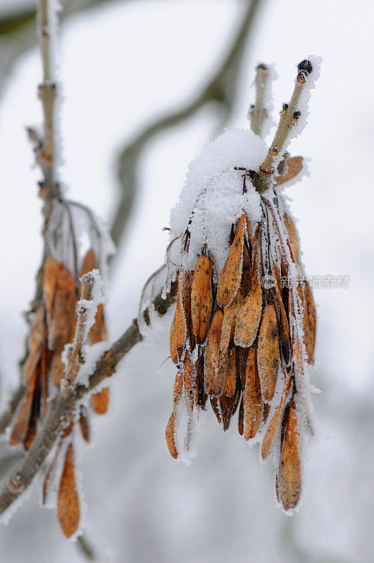 白蜡树种子与雪