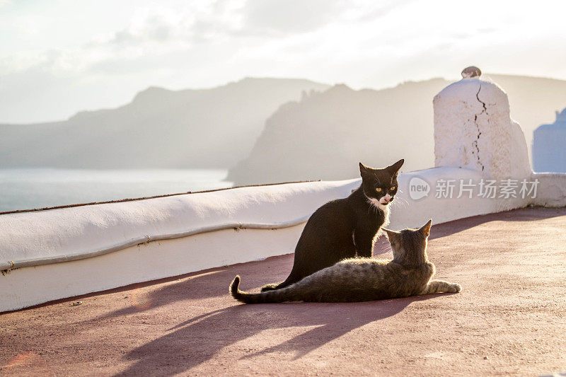 猫在圣托里尼岛