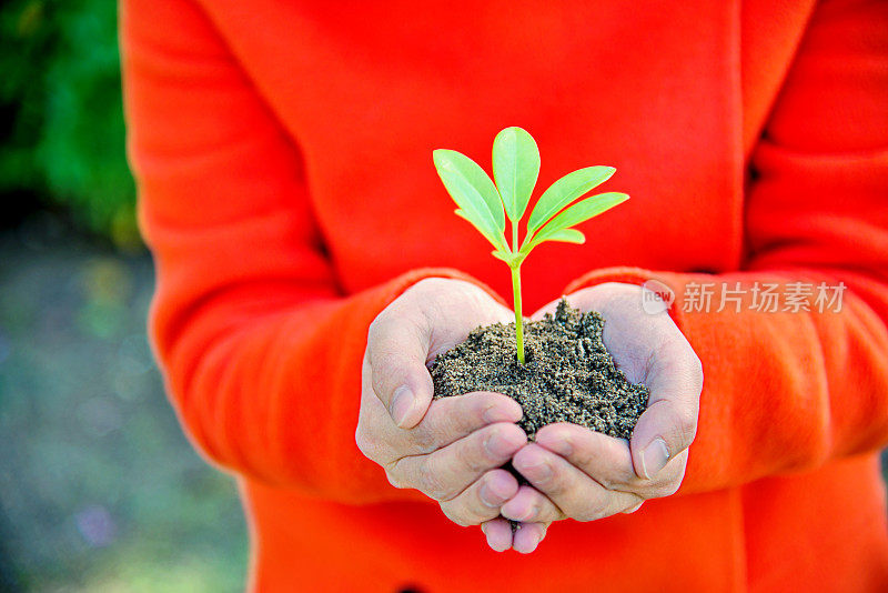 一株植物在女性手中