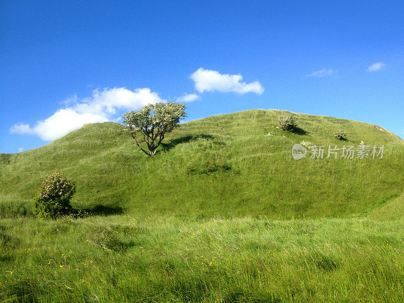 绿色的山坡在英国乡村，蓝天，老山楂树