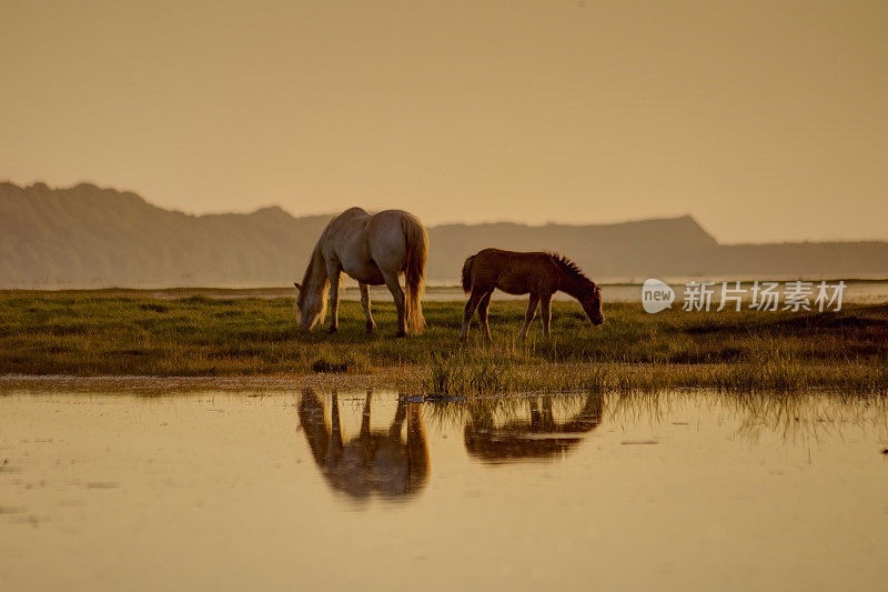 夕阳下的母马和她的小马驹，倒映在水中