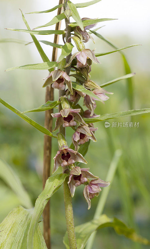 阔叶嚏根草(Epipactus嚏根草)