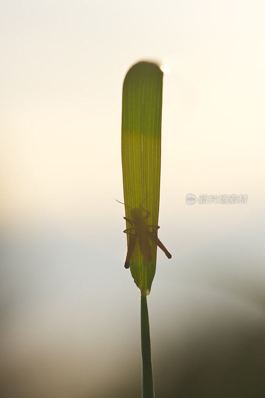 背光下的蚱蜢