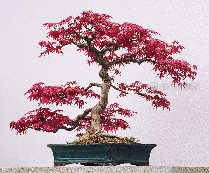 盆景，日本红枫