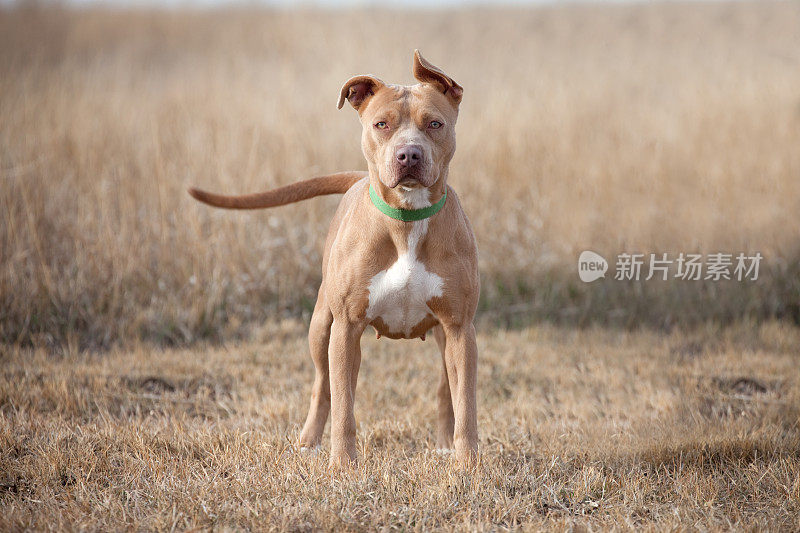 在野外的棕白色比特斗牛犬