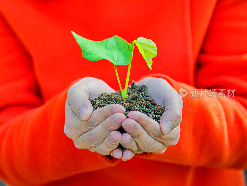 一株植物在女性手中