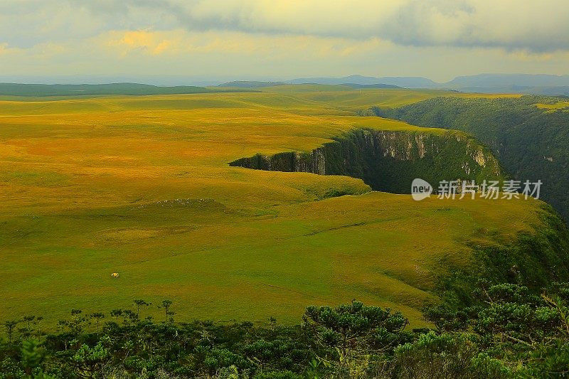 在峡谷草甸之上，巴西大南里约热内卢的小奶牛