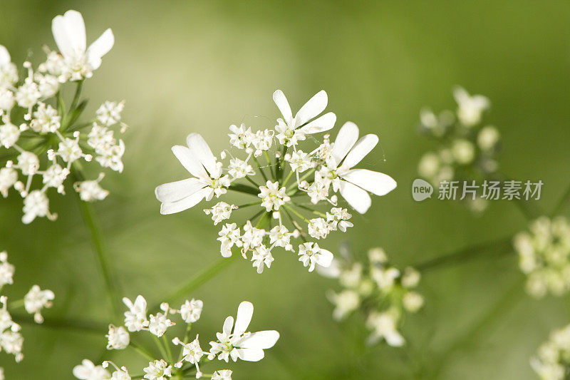 香菜植物开花