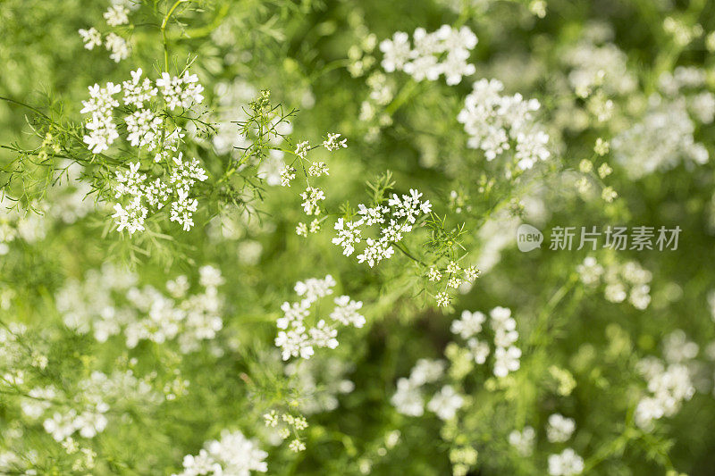 香菜植物开花