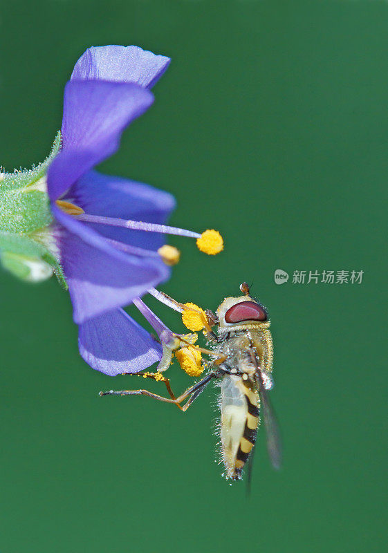 食蚜蝇