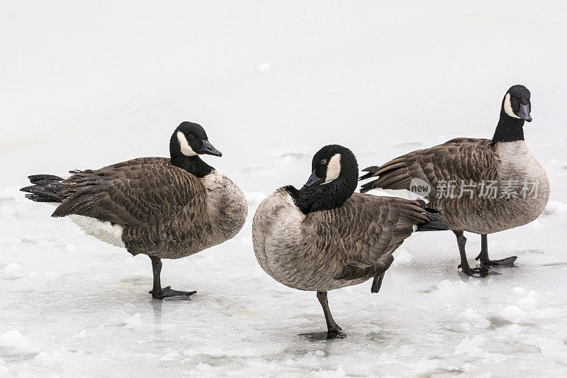 三只加拿大鹅在结冰的湖面上