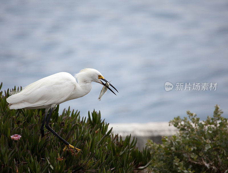 吃鱼,白鹭