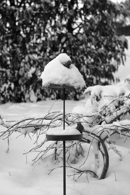 雪下鸟浴