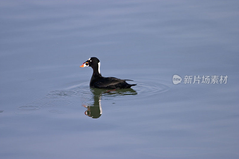 冲浪滑板(鸟)在水上，在侧面