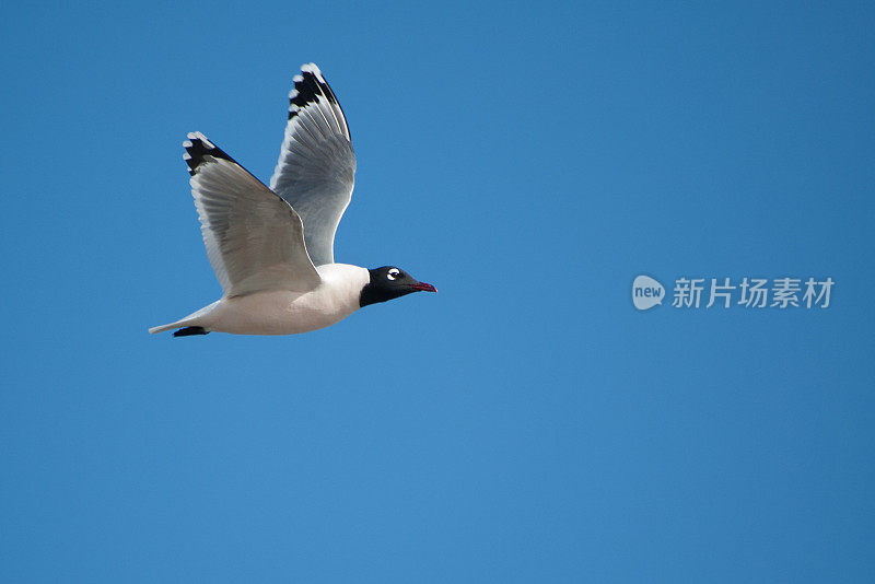 曼尼托巴橡树吊床沼泽的富兰克林海鸥