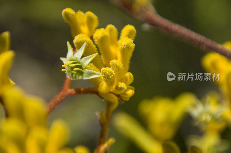 春天的野花