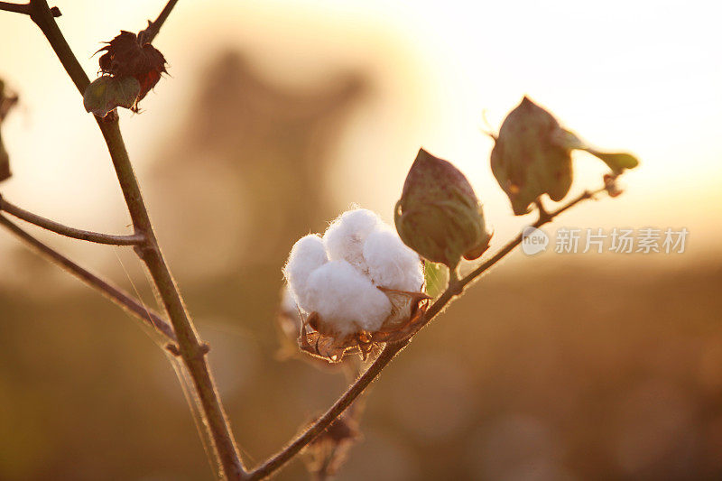 新鲜的白色棉花近