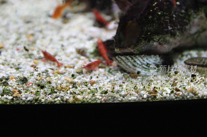 淡水热带水族鱼缸、红樱桃虾、霓虹四环鱼、余烬四环鱼