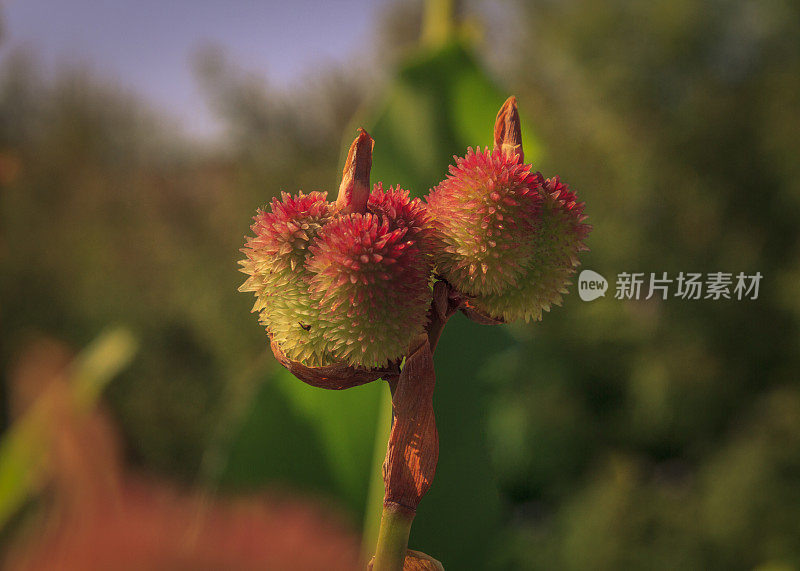 斯阿加罗海滩