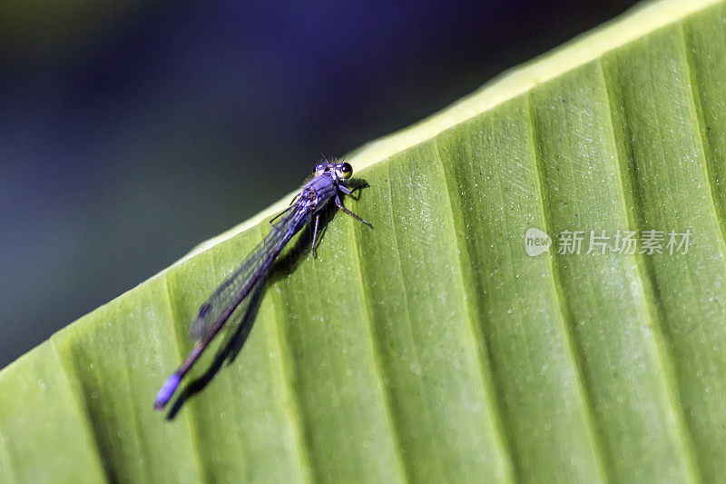 绿色叶子上的蓝蜻蜓