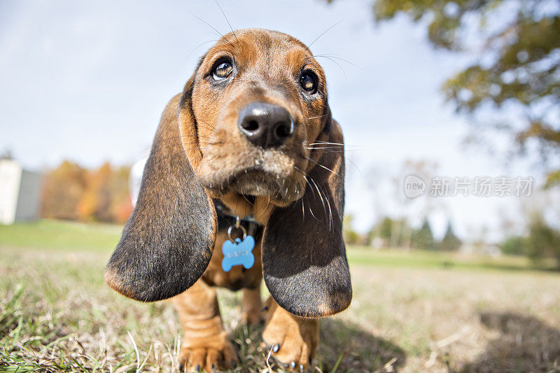 巴塞特猎犬