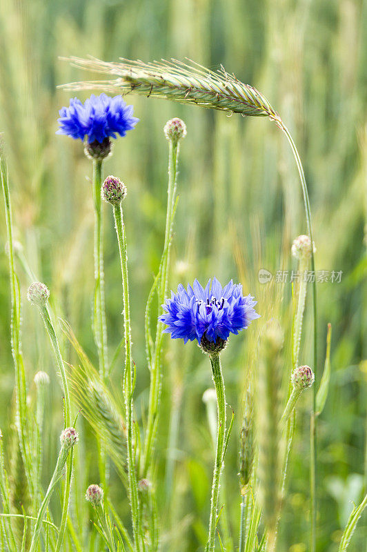 草地上的蓝色矢车菊