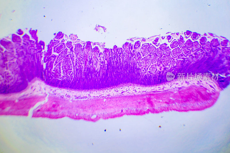 纤毛上皮显微镜图像
