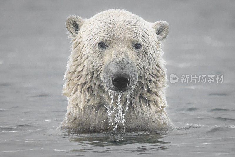 从北冰洋中露出的北极熊头