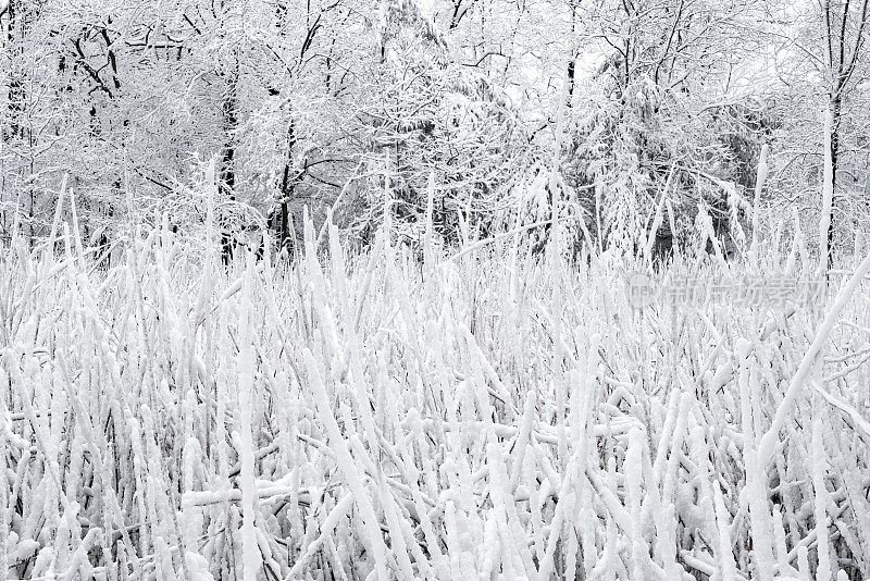 池塘里长满了灯心草，覆盖着白雪，在冬天的森林里