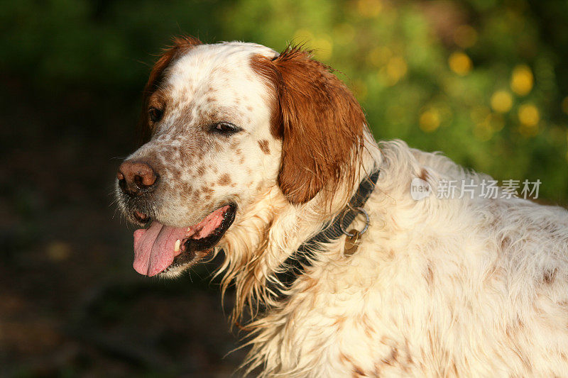 黄昏时分在森林里散步的英国猎犬