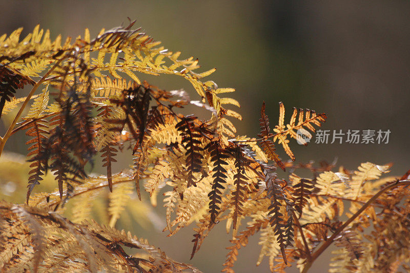 金色的蕨类植物