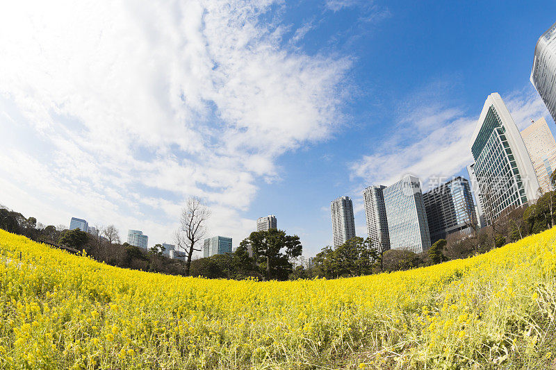 春天油菜花背后的东京办公大楼