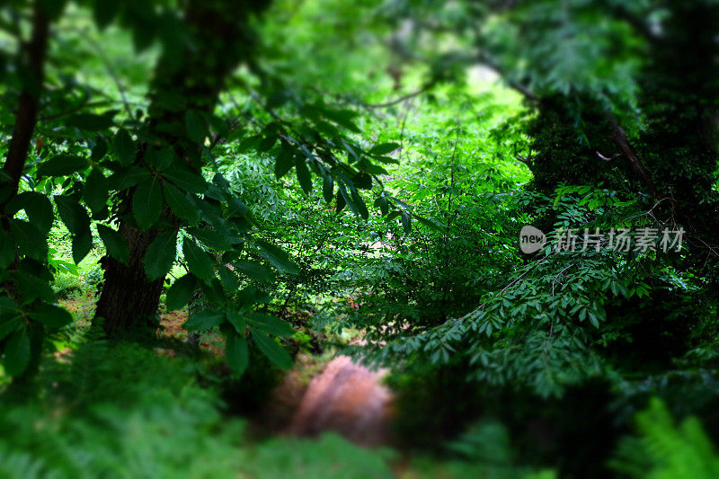 绿色的森林