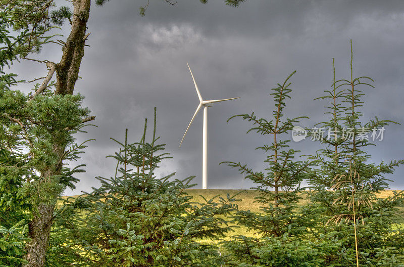 绿色能源——风力涡轮机通过常青树，苏格兰中部。