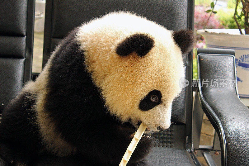 熊猫宝宝在椅子上吃竹子-中国