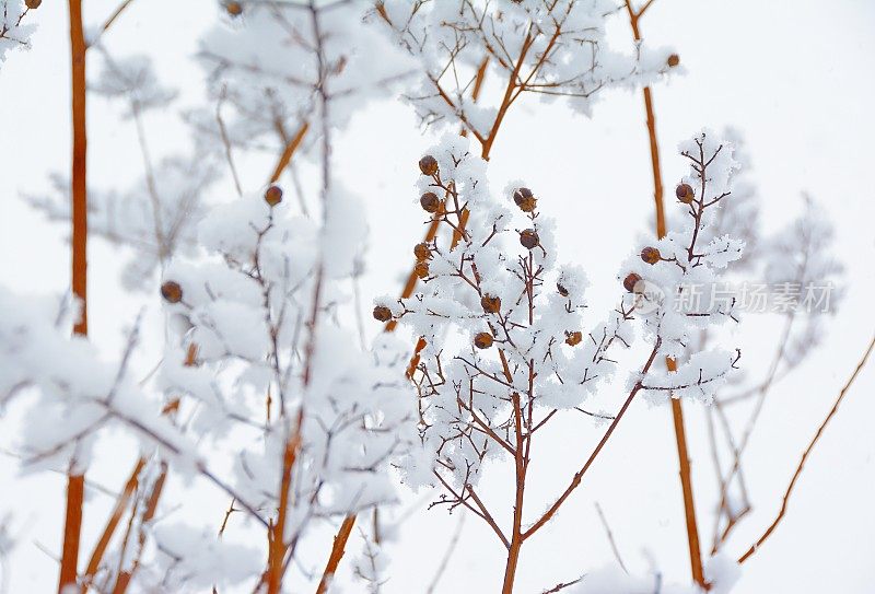 雪覆盖的分支