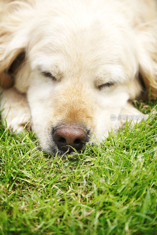 睡觉的金毛猎犬