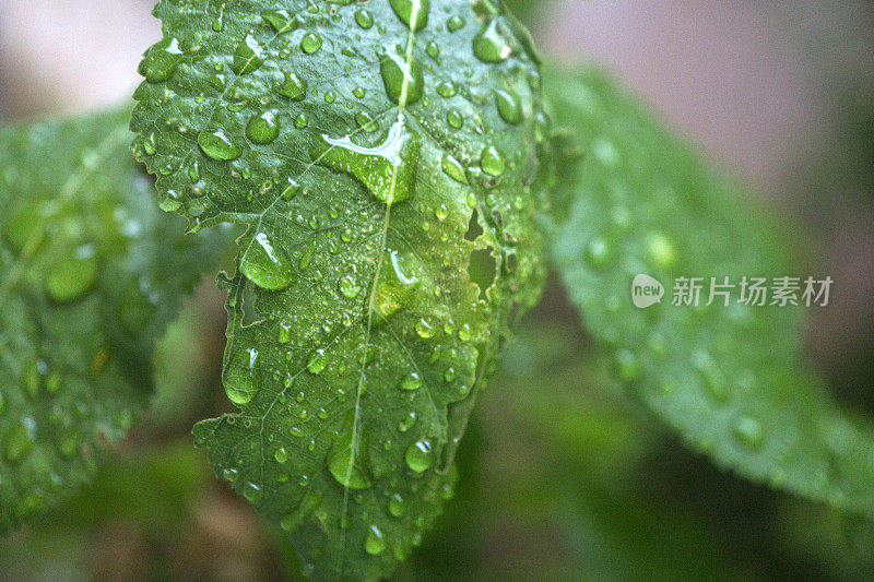 抽象的自然-夏雨后叶子上的水滴