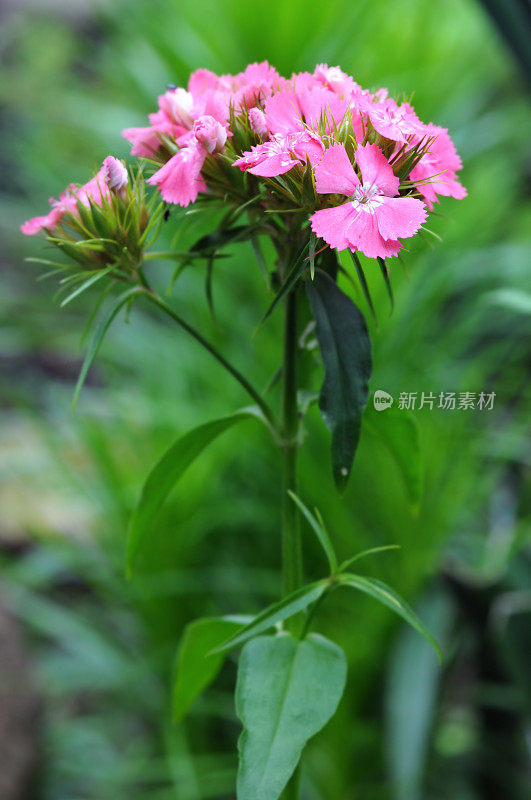 威廉甜蜜的花朵