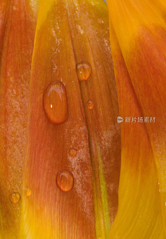 郁金香花瓣上的水滴