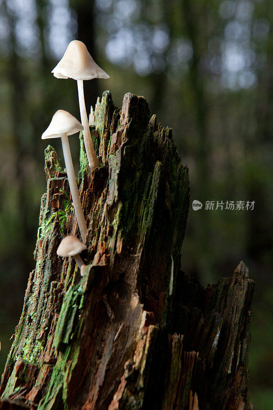 森林里的蘑菇